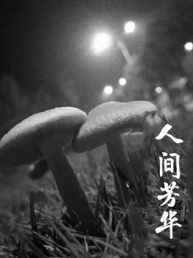 人间芳华歌曲